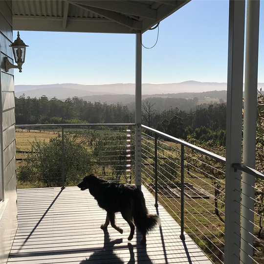 a dog standing on the porch of a house with mountains in the background
